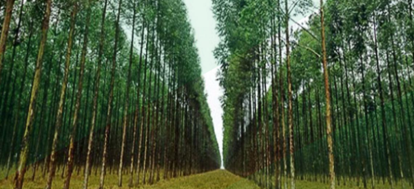 Screenshot 2026-01-29 101838